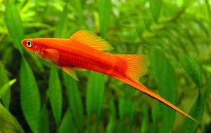 Swordtail-Fish